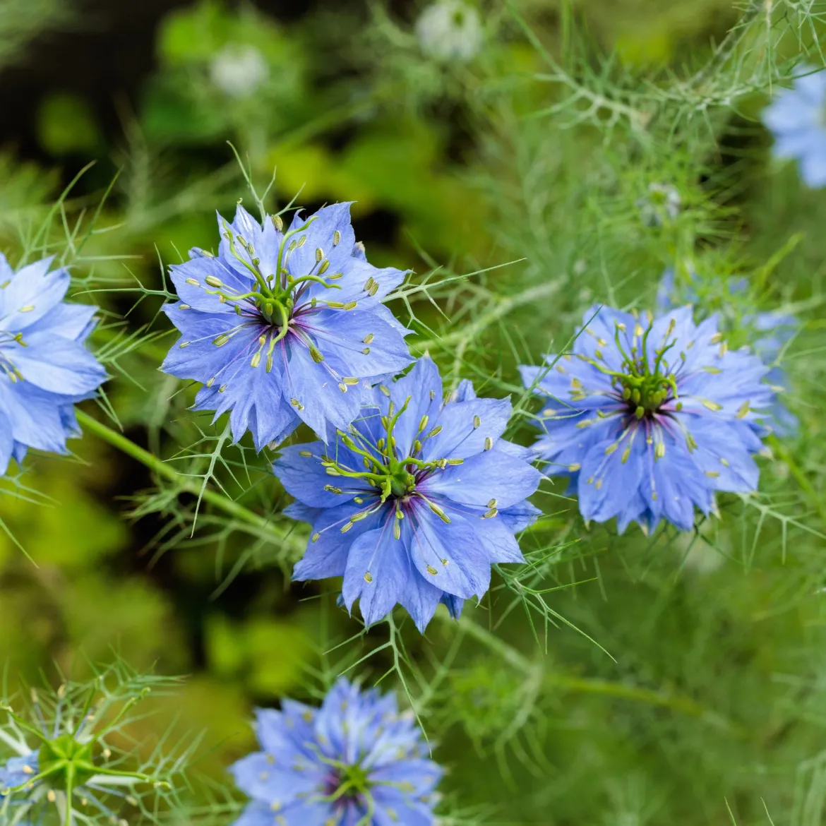 Nigelle de Damas Miss Jekyll Blue - Un nuage bleu au jardin