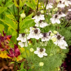 Nigelle d'Espagne African Bride - Bouquets blancs faciles