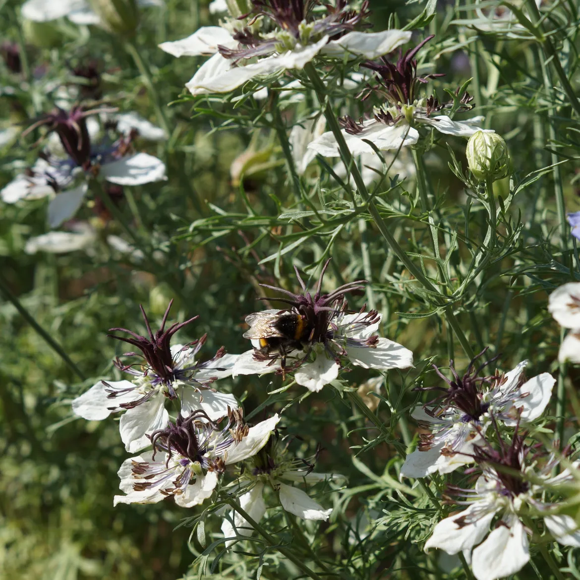 Nigelle d'Espagne African Bride - Bouquets blancs faciles
