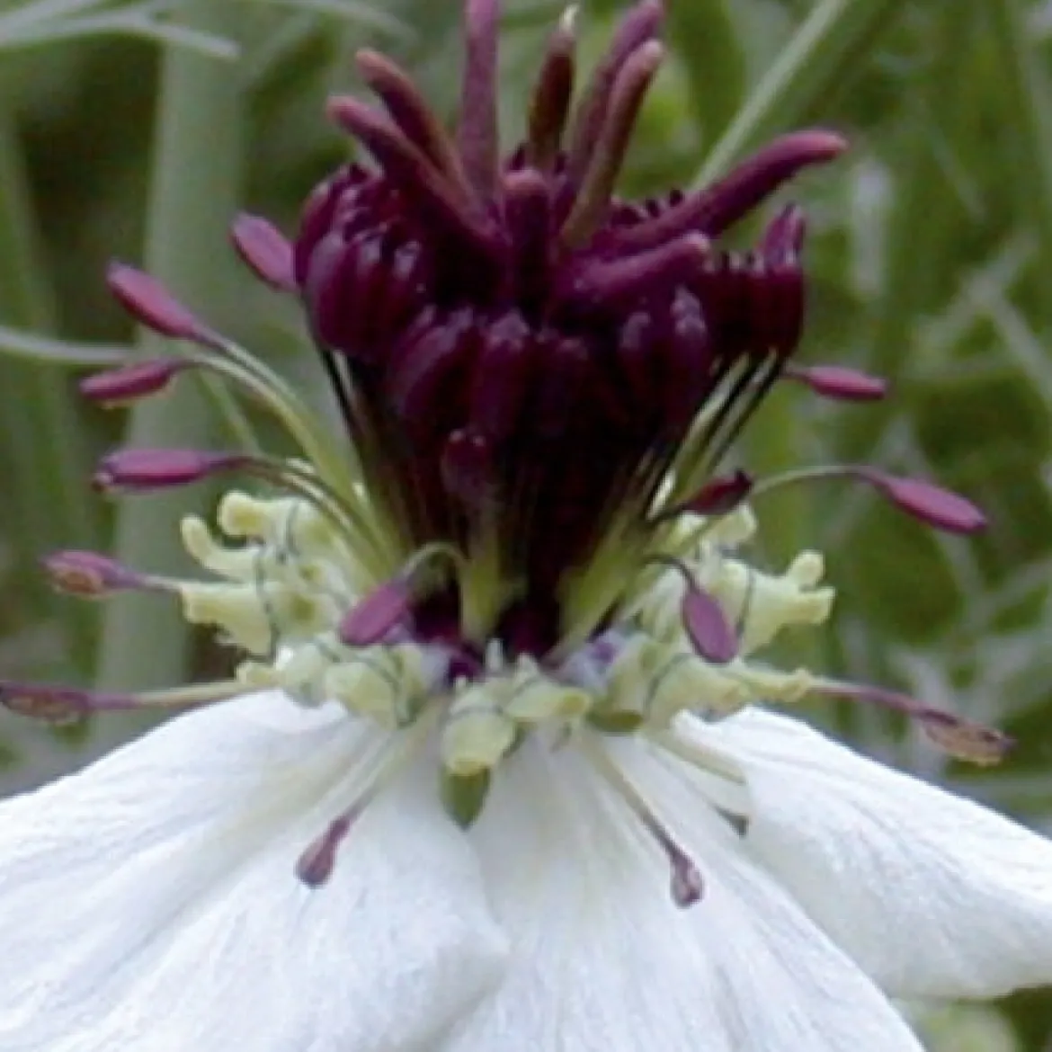 Nigelle d'Espagne African Bride - Bouquets blancs faciles