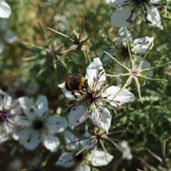 Nigelle d'Espagne African Bride - Bouquets blancs faciles