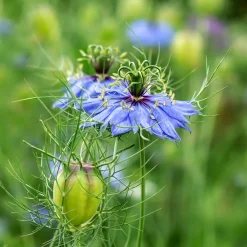 Nigelle d’Espagne 'Midnight' - Fleurs bleues sans effort
