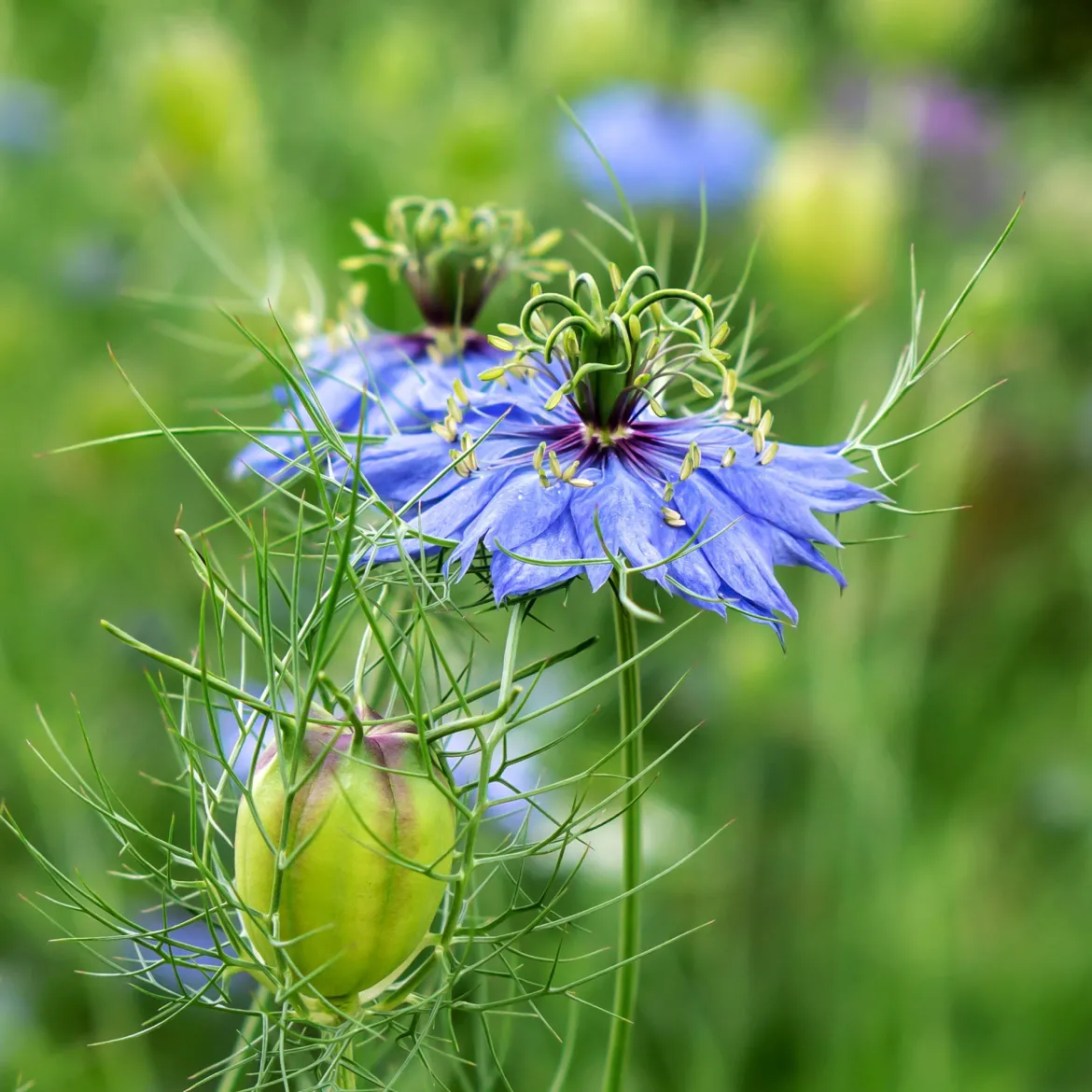 Nigelle d’Espagne 'Midnight' - Fleurs bleues sans effort