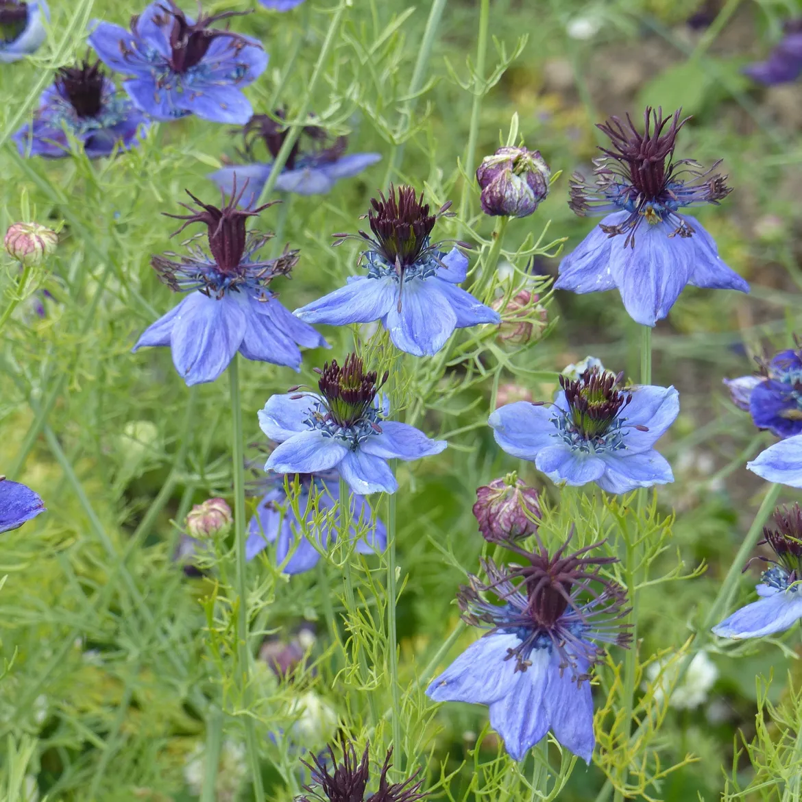 Nigelle d’Espagne 'Midnight' - Fleurs bleues sans effort