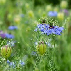 Nigelle d’Espagne 'Midnight' - Fleurs bleues sans effort