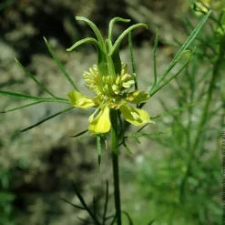 Nigelle d'Orient Transformer - Des fleurs séchées uniques