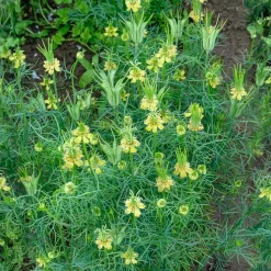 Nigelle d'Orient Transformer - Des fleurs séchées uniques