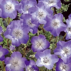 Némophile remarquable Prince Gustav's Eyes - Un tapis fleuri en 6 semaines