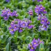 Némésie Bleue - Le bleu qui fleurit sans fin