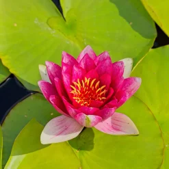 Nénuphar Attraction - Un bassin fleuri sans effort