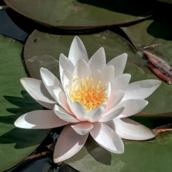 Nénuphar blanc - Un bassin fleuri sans effort