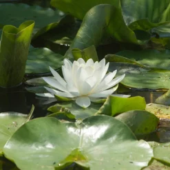 Nénuphar blanc - Un bassin fleuri sans effort