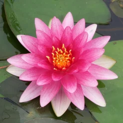 Nénuphar Charles de Meurville - Un bassin fleuri sans effort