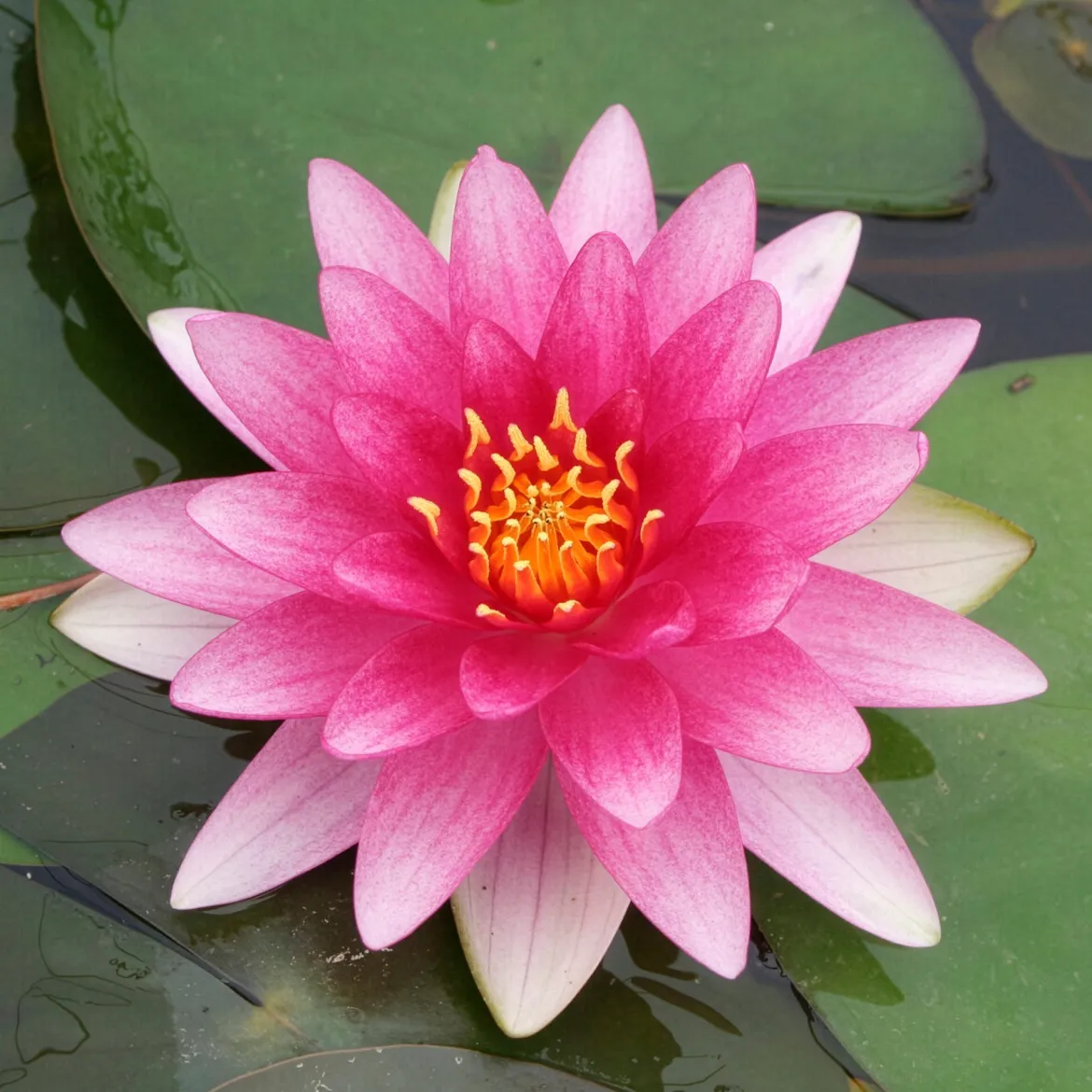 Nénuphar Charles de Meurville - Un bassin fleuri sans effort