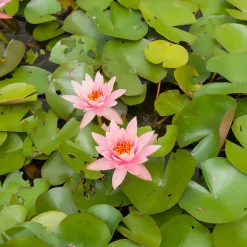 Nénuphar Colorado - Un bassin fleuri tout l'été
