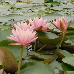 Nénuphar Colorado - Un bassin fleuri tout l'été