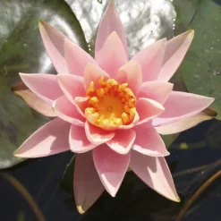 Nénuphar Colorado - Un bassin fleuri tout l'été