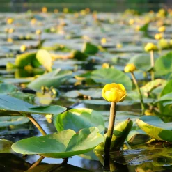 Nénuphar commun - Un bassin fleuri sans effort