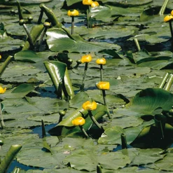 Nénuphar commun - Un bassin fleuri sans effort