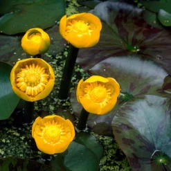 Nénuphar commun - Un bassin fleuri sans effort