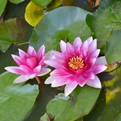 Nénuphar 'Escarboucle' - Le rouge éclatant du bassin