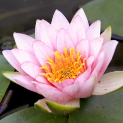Nénuphar Fabiola - Un bassin fleuri sans effort