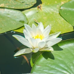 Nénuphar Gladstoniana - Grandes fleurs blanches faciles
