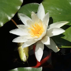 Nénuphar Gladstoniana - Grandes fleurs blanches faciles