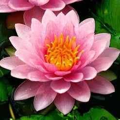 Nénuphar Hollandia - Un bassin fleuri sans effort