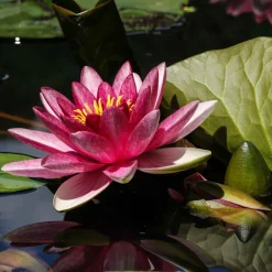 Nénuphar 'James Brydon' - Un bassin fleuri sans effort