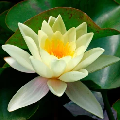 Nénuphar 'Marliacea Chromatella' - Un bassin jaune soleil