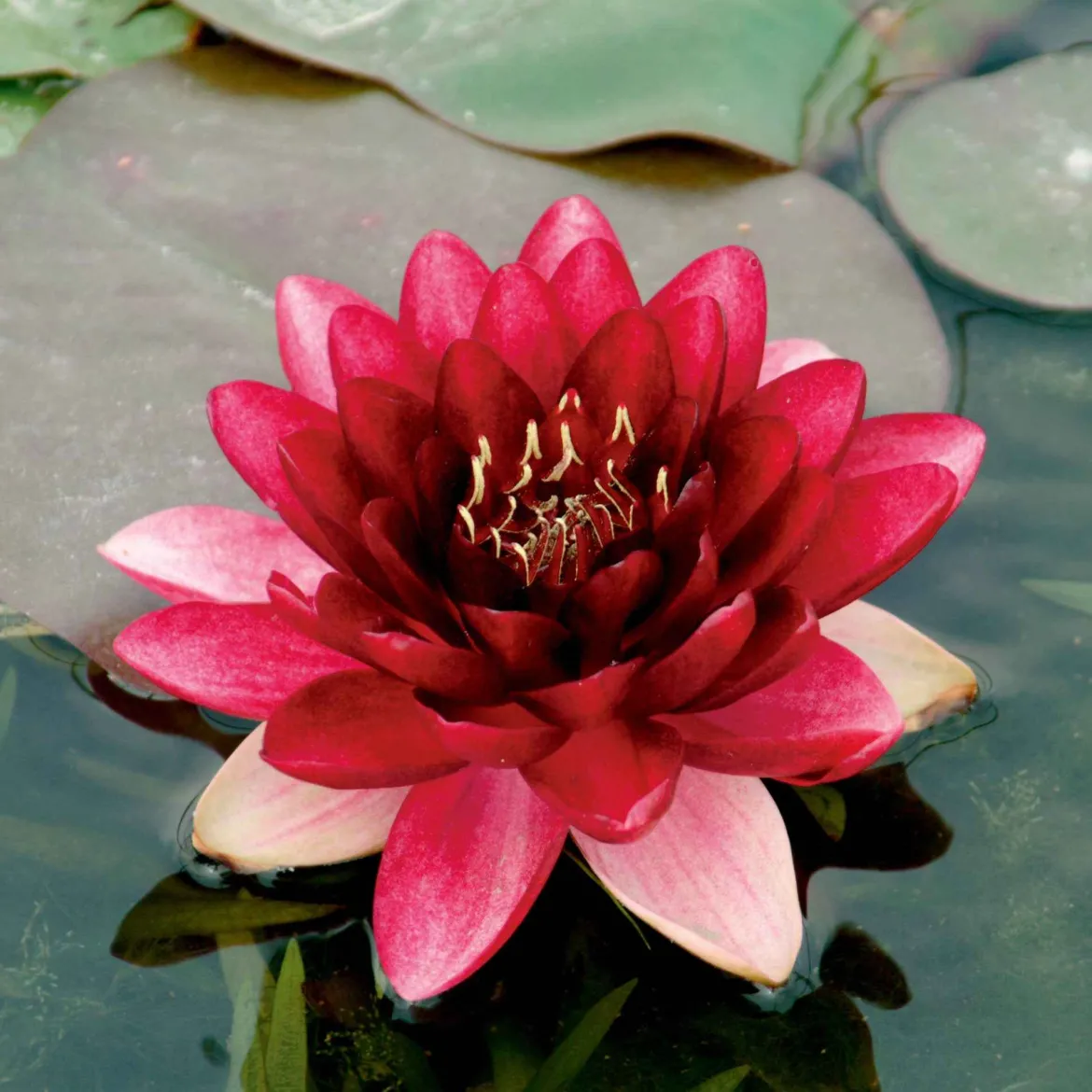 Nénuphar 'Perry's Almost Black' - Le nénuphar presque noir