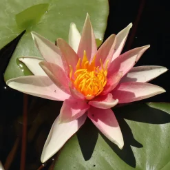 Nénuphar Sioux - Un bassin fleuri sans effort
