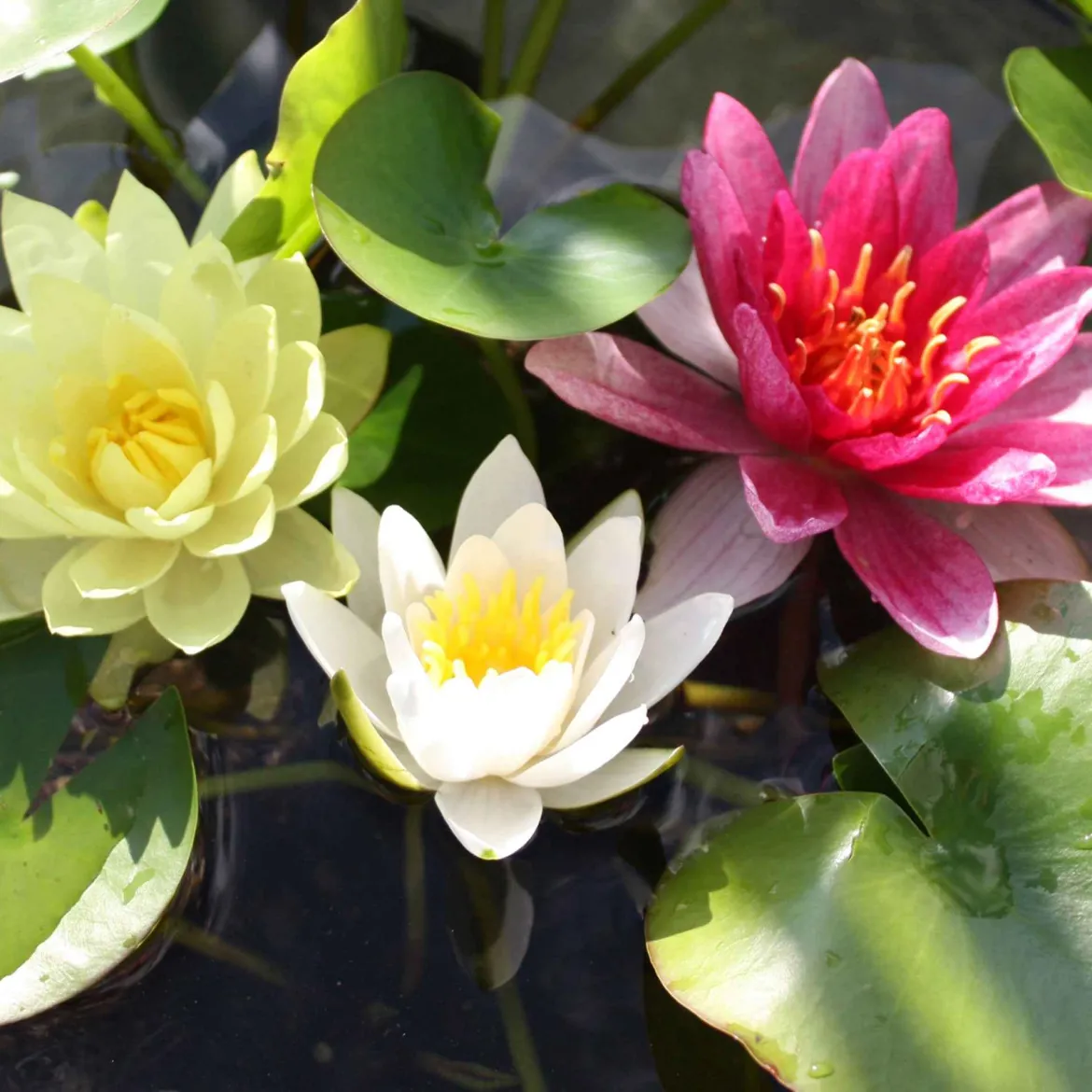 3 Nénuphars roses - jaunes - blancs - Parfaits pour les bassins de jardin