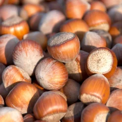 Noisetier Merveille de Bollwiller - Des noisettes maison sans effort
