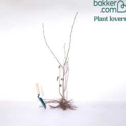 Noisetier pourpre - Feuillage pourpre, effet garanti