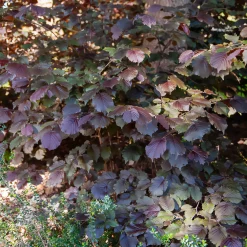 Noisetier pourpre Rote Zellernuss - Des noisettes et du rouge au jardin