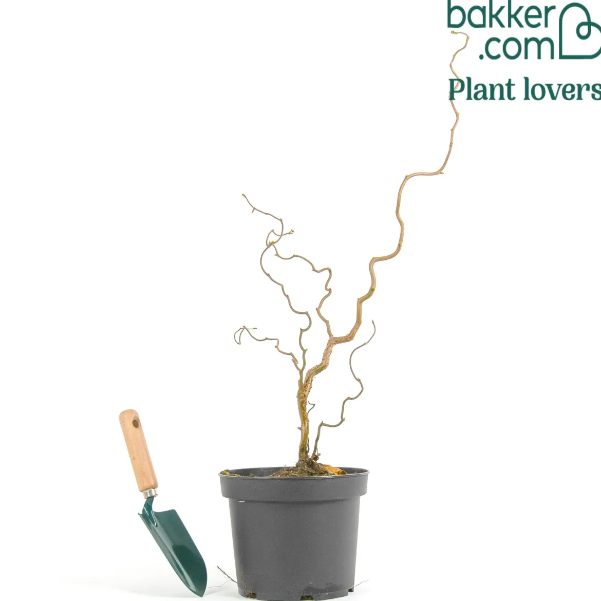 Noisetier tortueux 'Contorta' - Le charme des branches torsadées