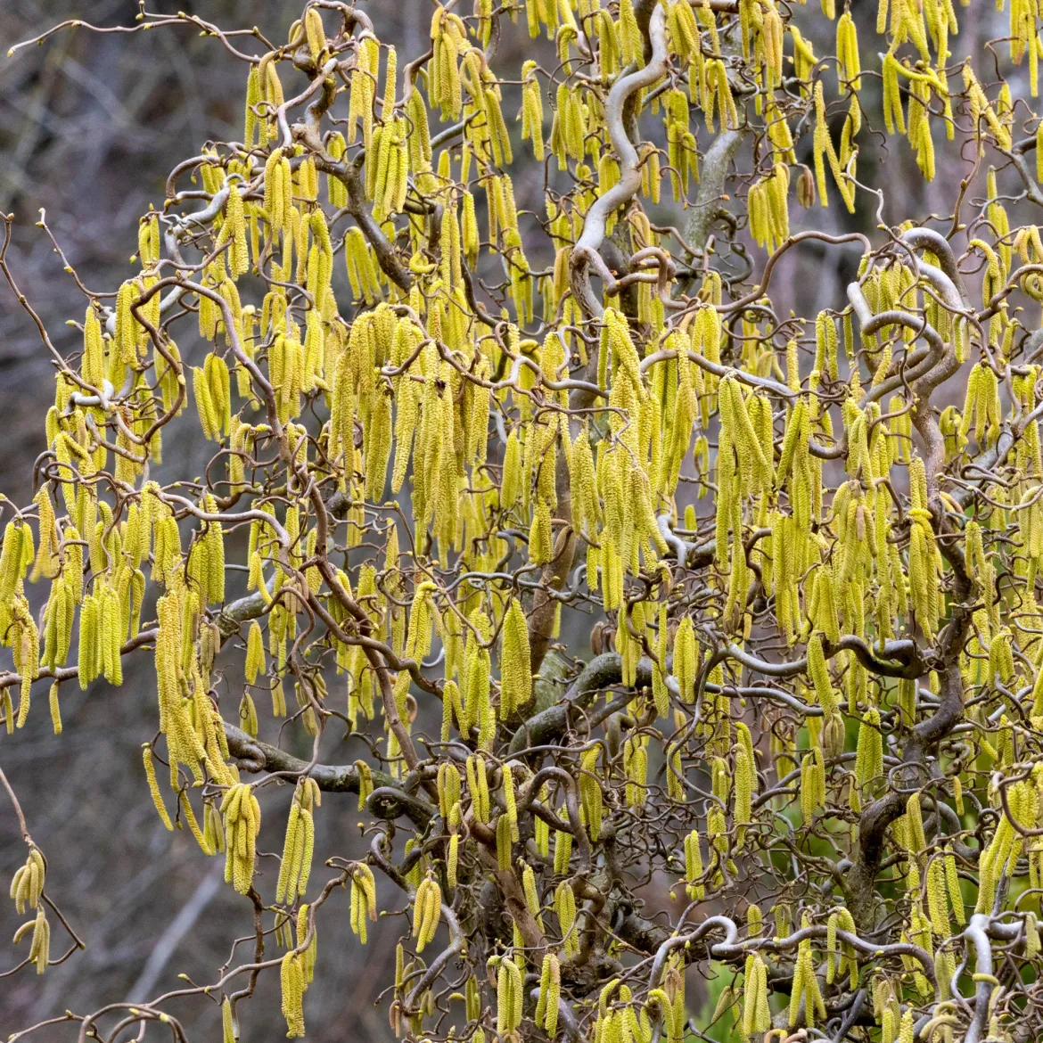 Noisetier tortueux 'Contorta' - Le charme des branches torsadées