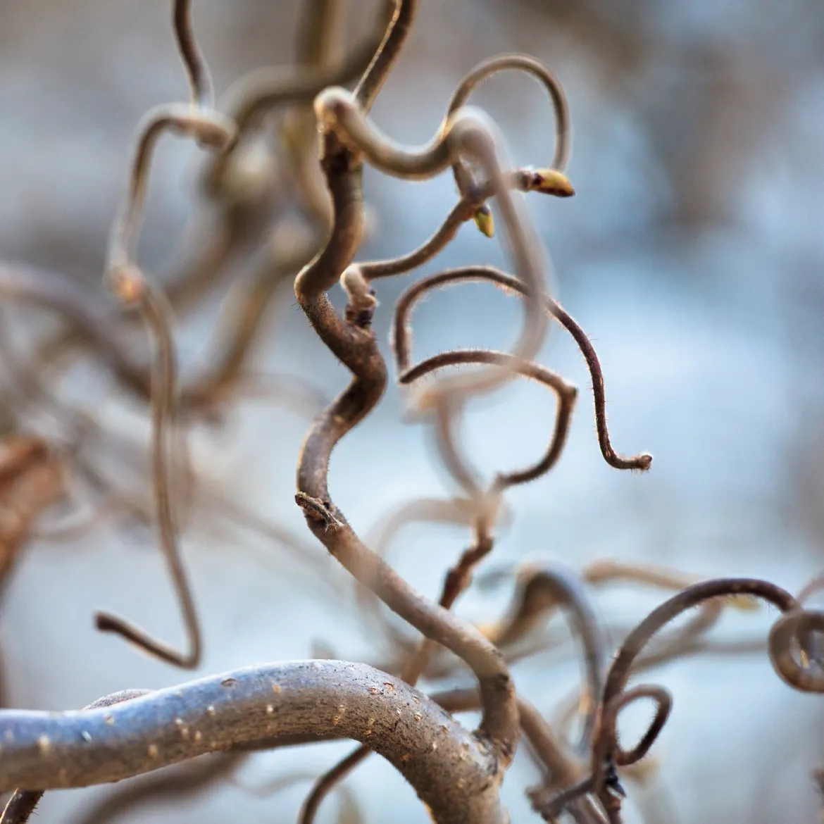 Noisetier tortueux 'Contorta' - Le charme des branches torsadées