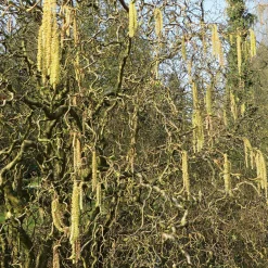 Noisetier tortueux 'Contorta' - Le charme des branches torsadées