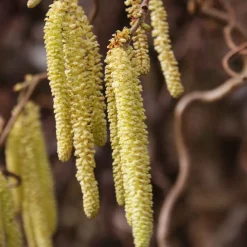 Noisetier tortueux 'Contorta' - Le charme des branches torsadées