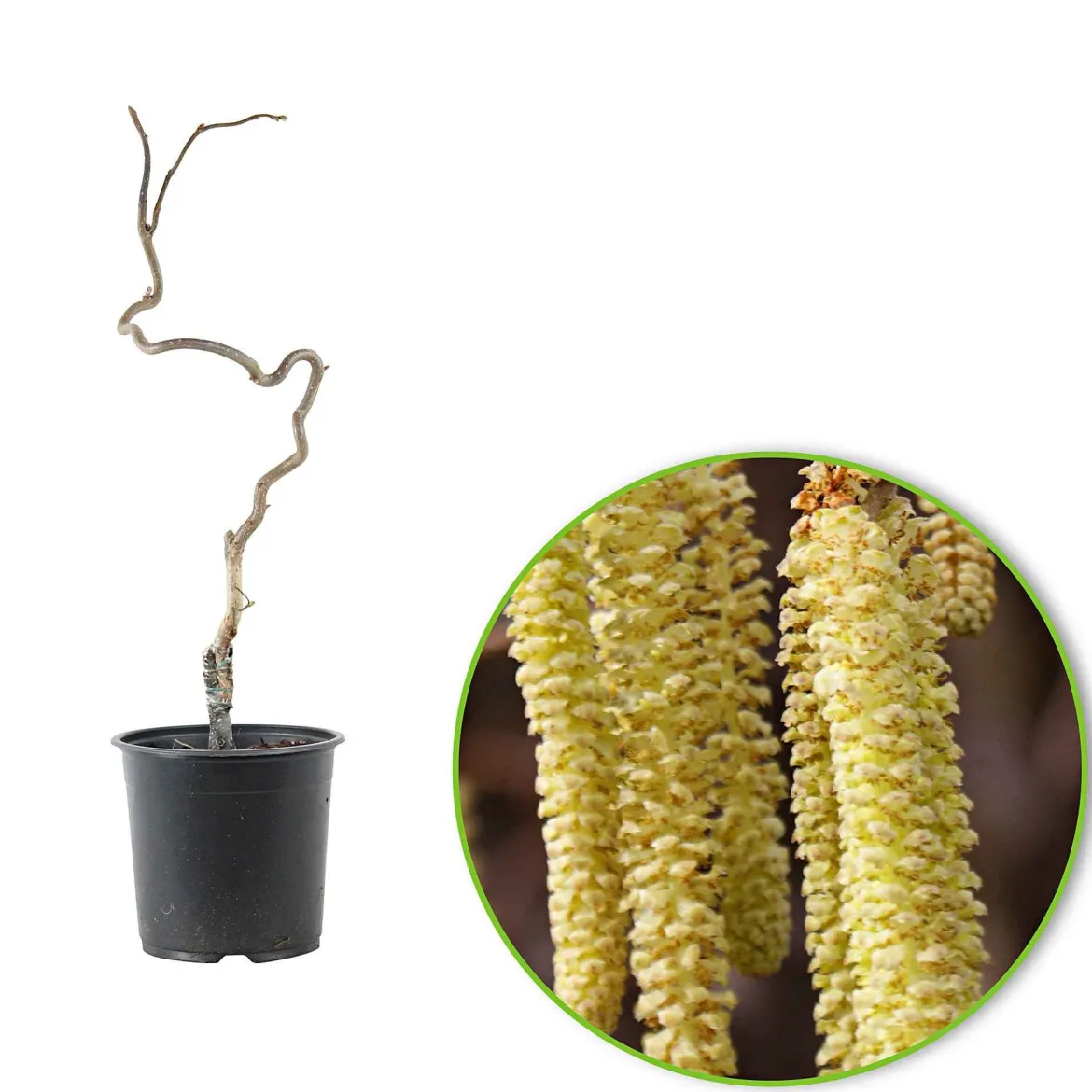 Noisetier tortueux 'Contorta' - Le charme des branches torsadées