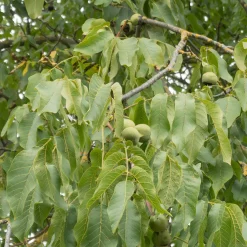 Noyer Commun Chandler - Des noix chaque automne