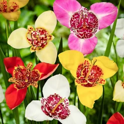 Oeil-de-paon en mélange - L'exotique qui fleurit vite