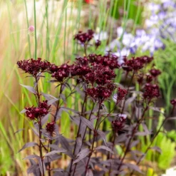 Oeillet de poète Sooty - La fleur presque noire