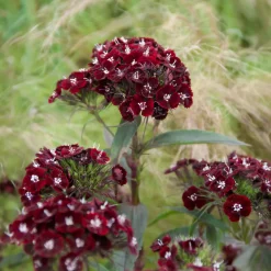 Oeillet de poète Sooty - La fleur presque noire