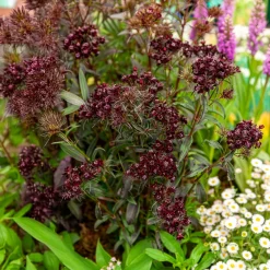 Oeillet de poète Sooty - La fleur presque noire