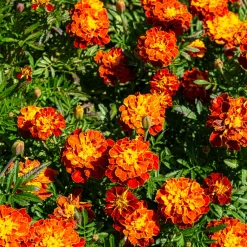 Oeillet d'Inde Honeycomb - Des fleurs dès juin sans effort