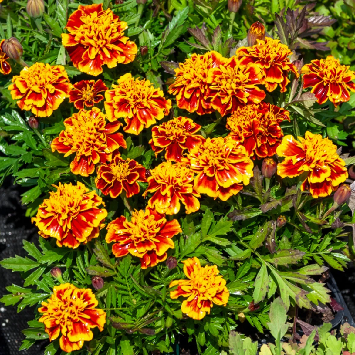 Oeillet d'Inde Honeycomb - Des fleurs dès juin sans effort